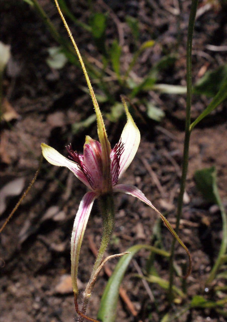 Caladenia denticulata 3