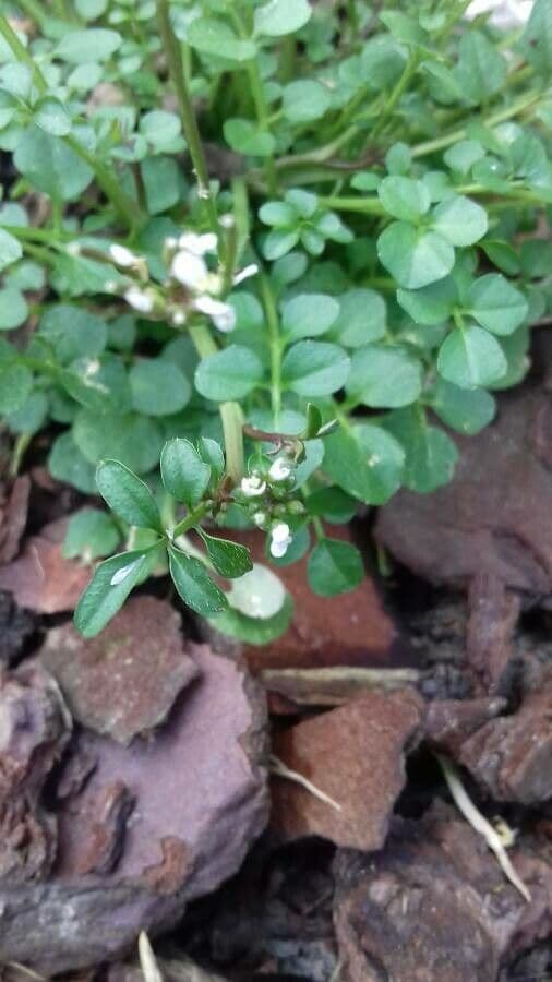 Cardamine flexueuse 10