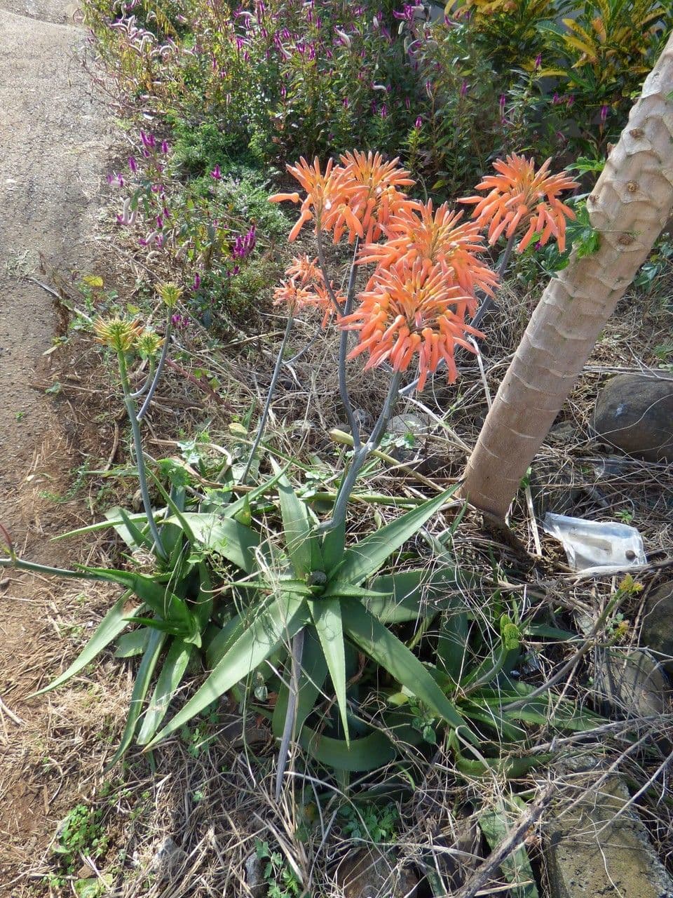 Aloe 7