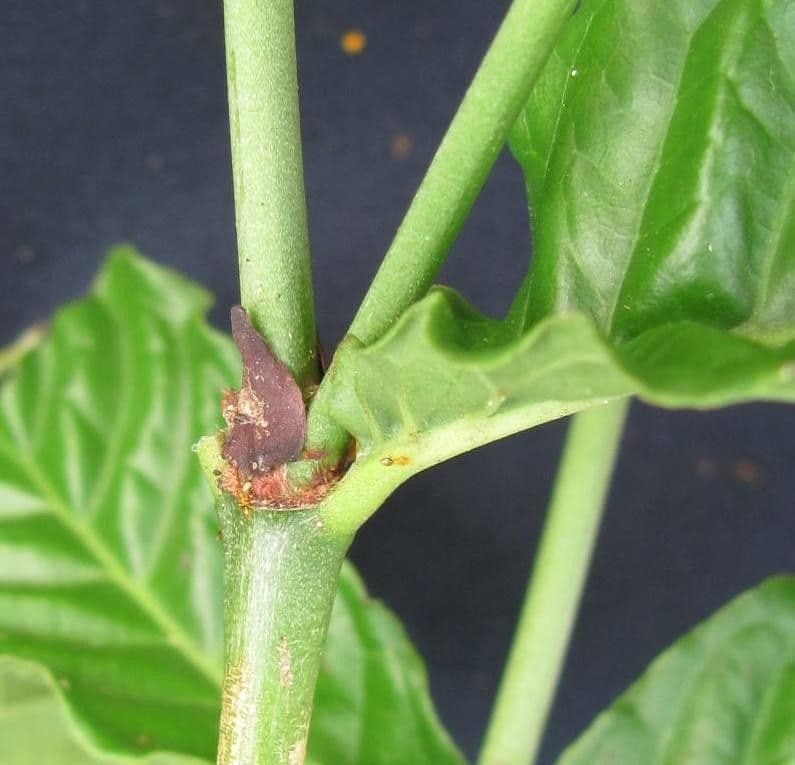 Psychotria 13