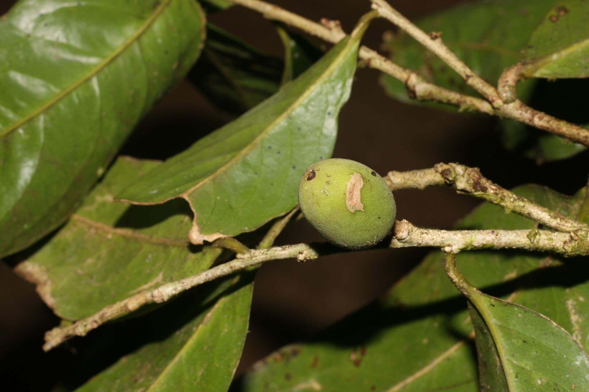 Drypetes