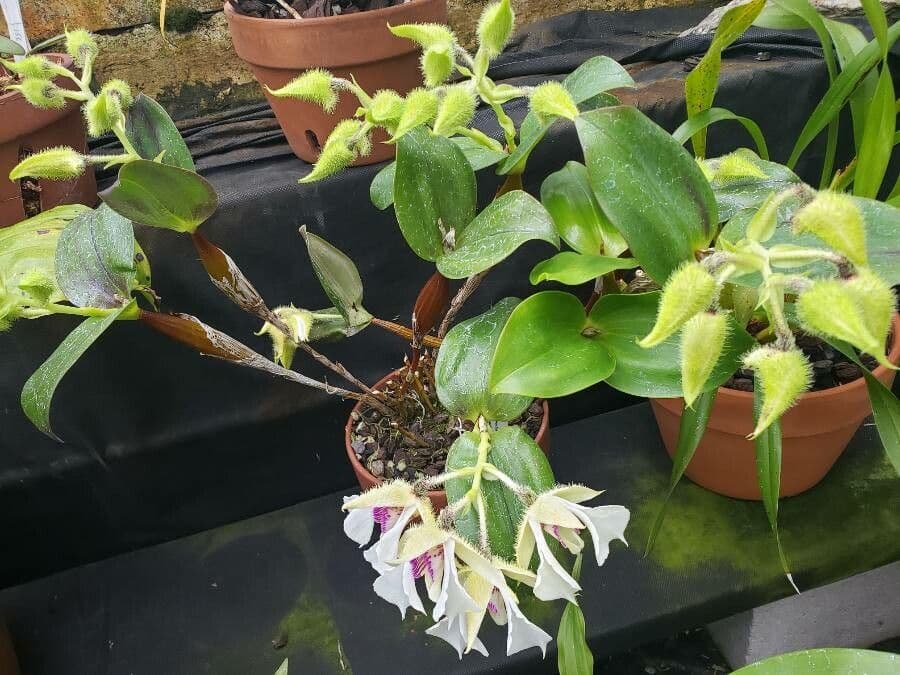 Dendrobium squisito 3