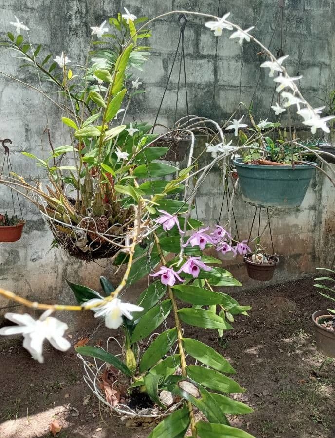 Dendrobium 3