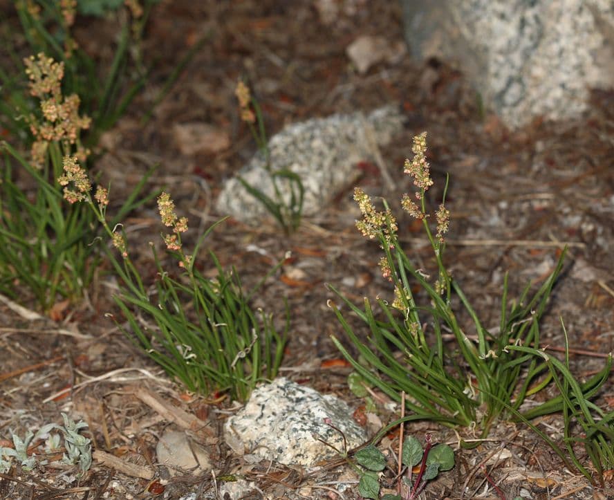Acetosa alpina 8