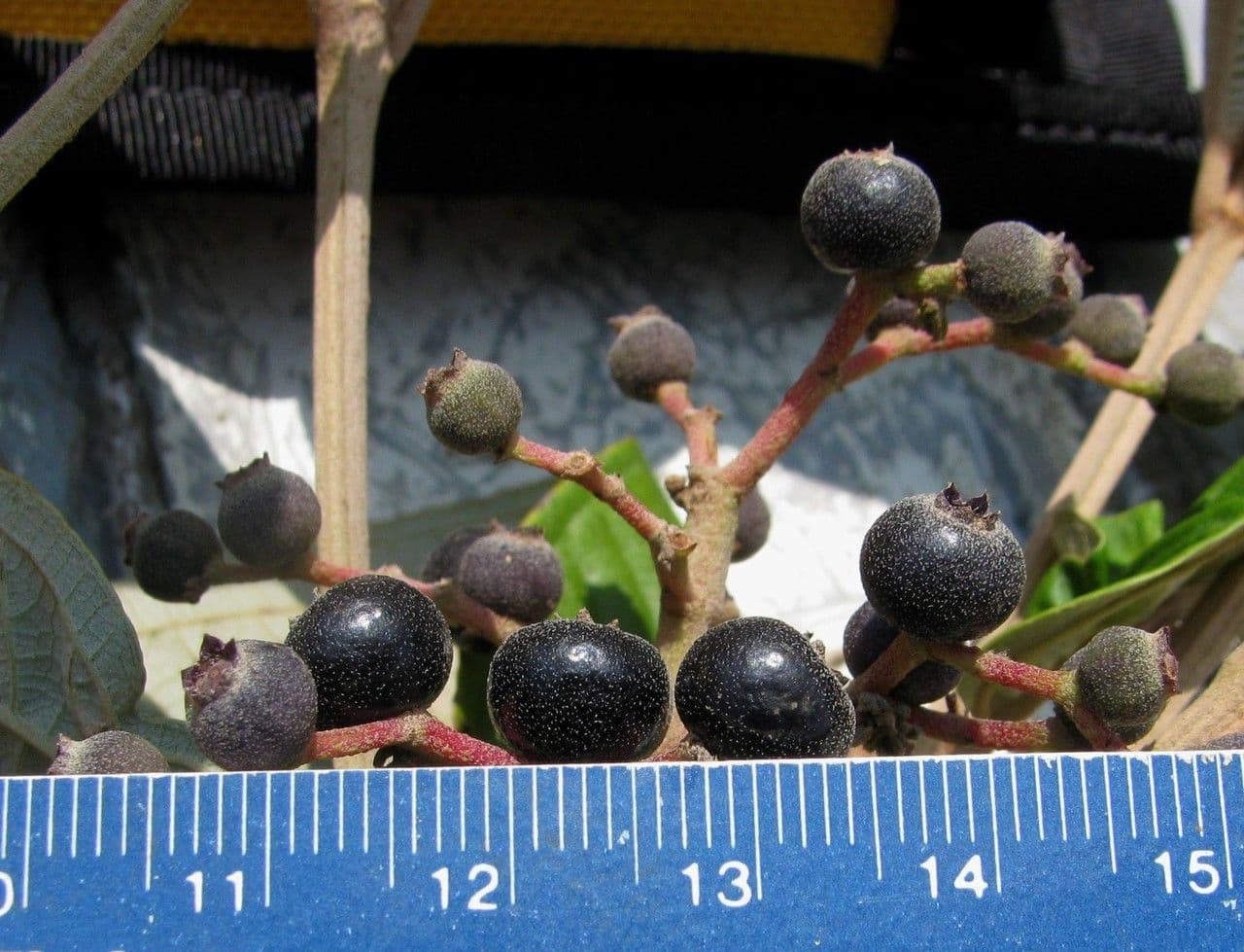 Miconia stenostachya