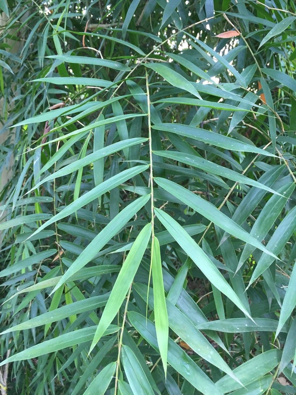 Otatea 6