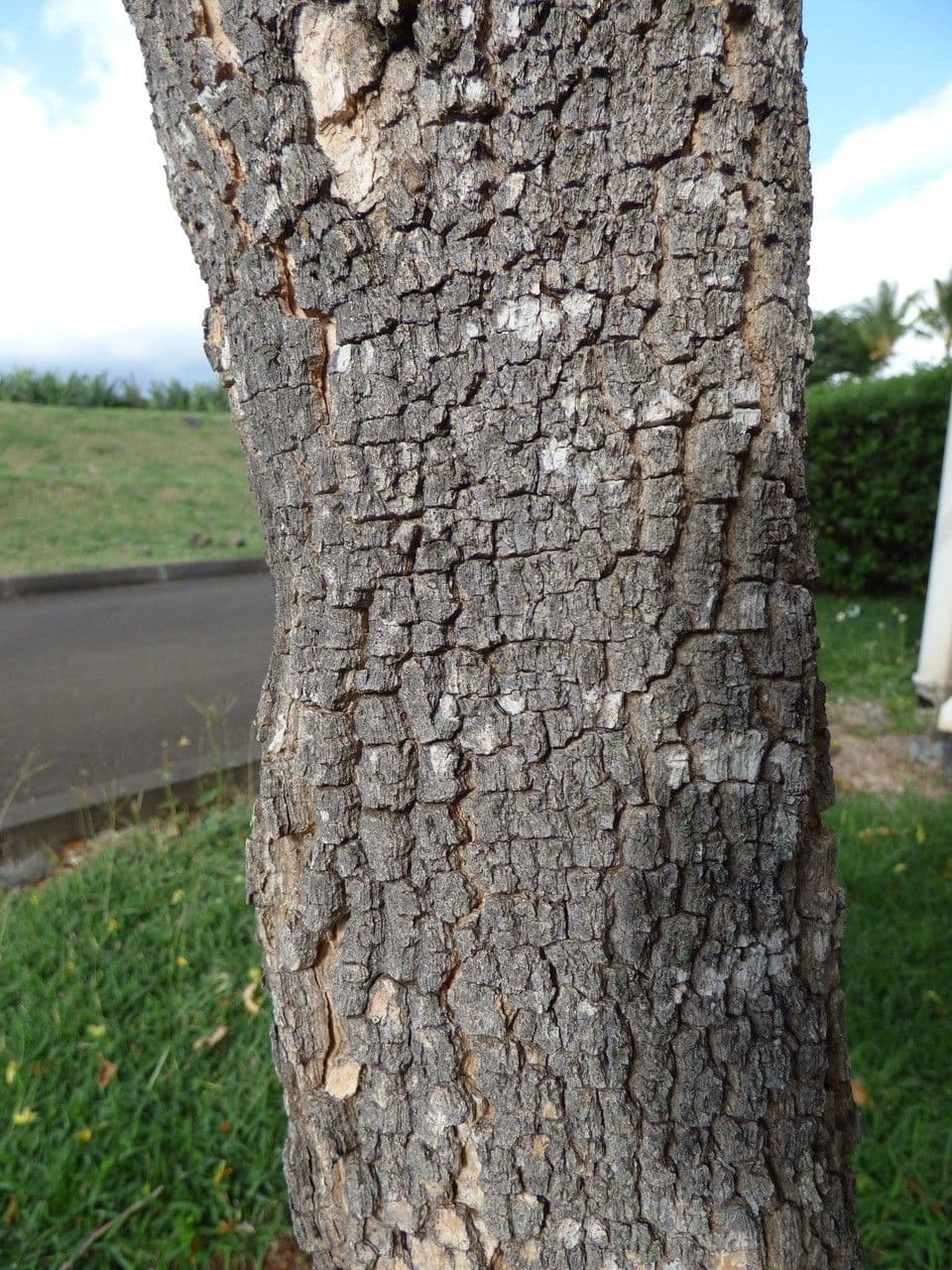 Tabernaemontana persicariifolia 15