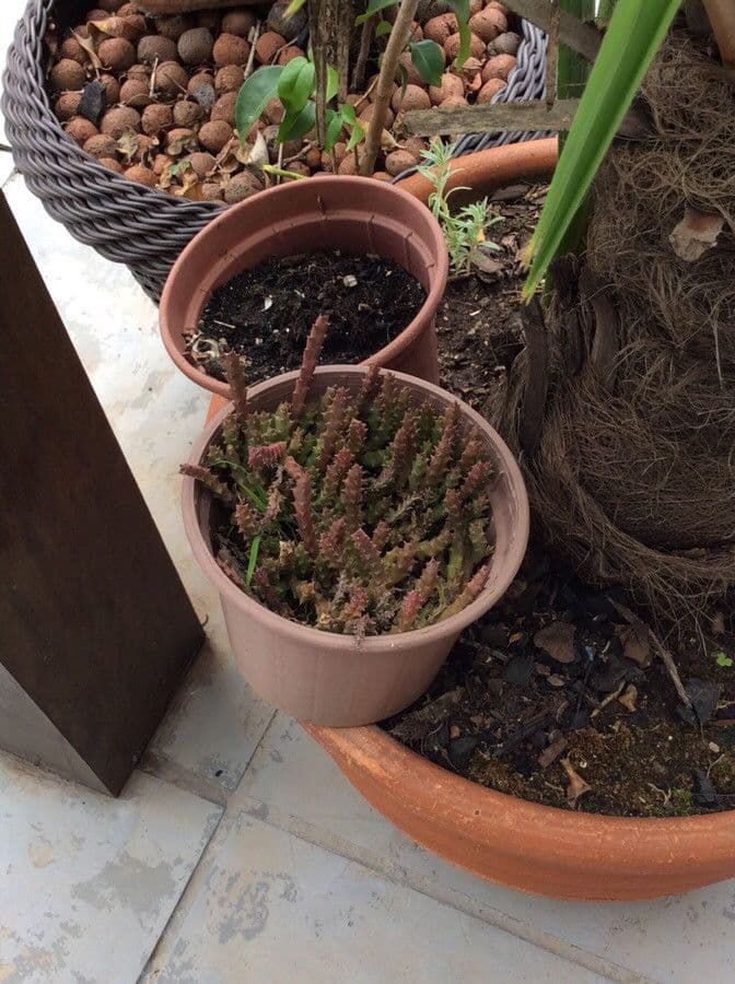 Stapelia acuminata
