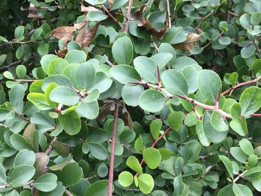 Gymnosporia