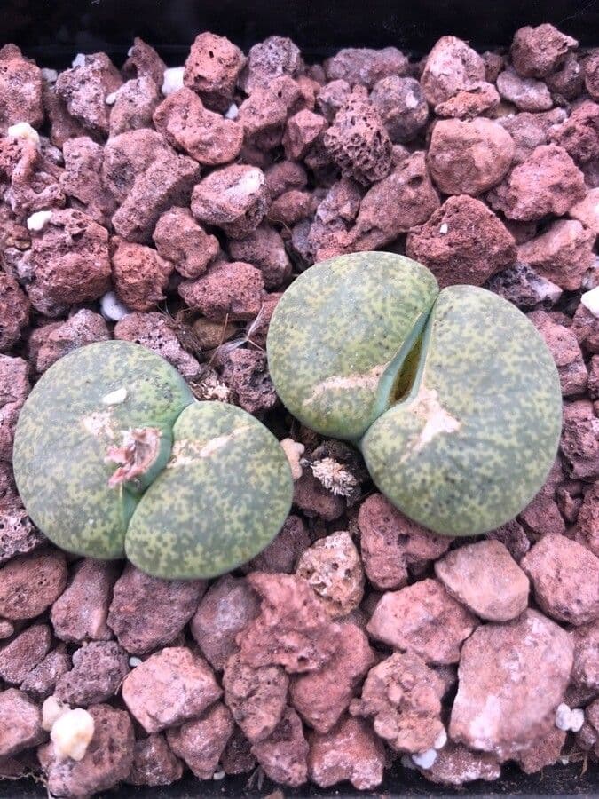 Lithops 2
