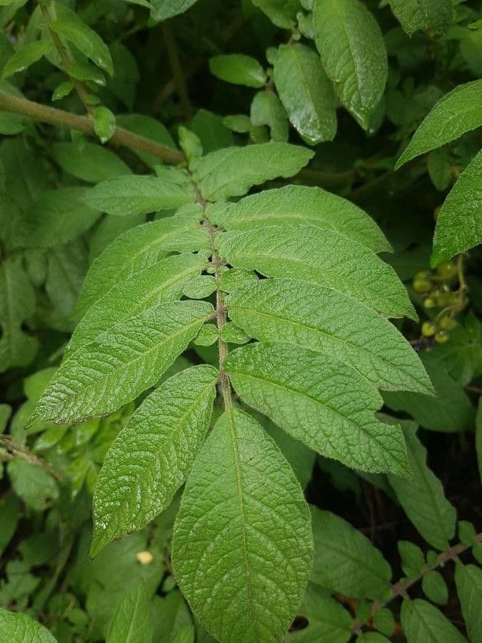 Solanum 14