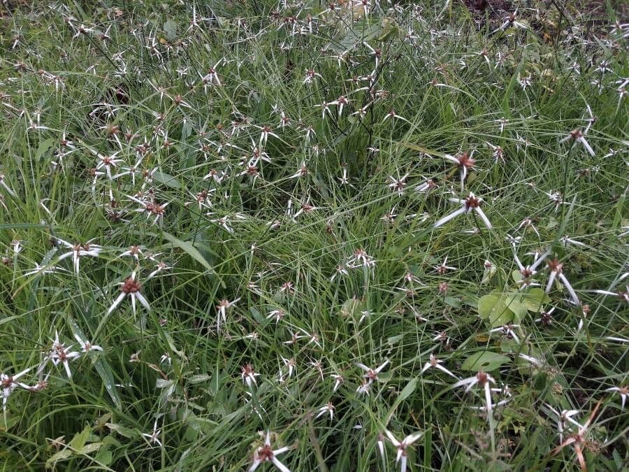 Rhynchospora 12