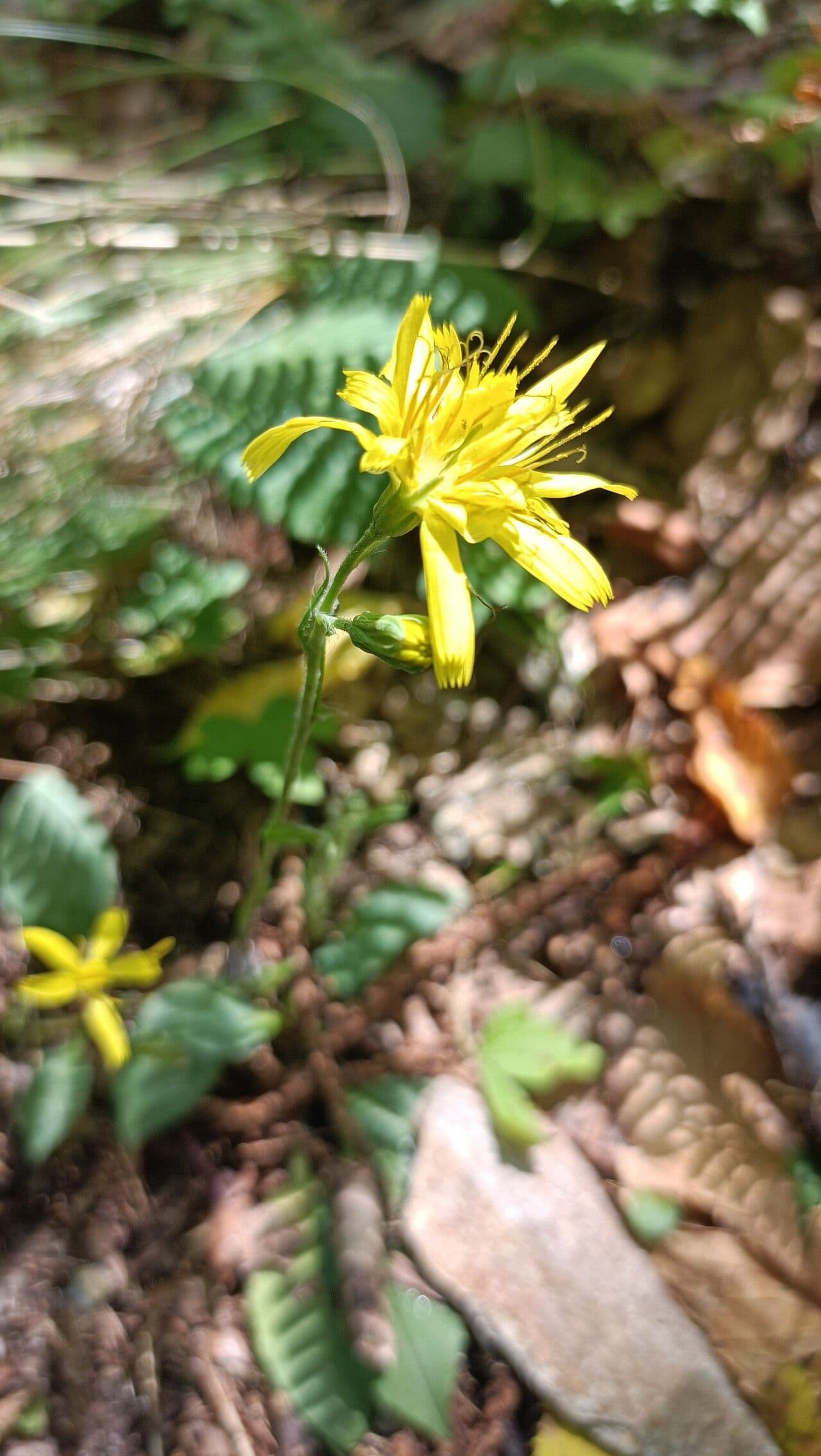 Racemose hawkweed