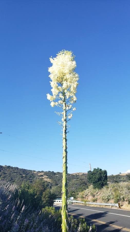 Yucca alta 6