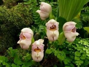 Lycaste 2