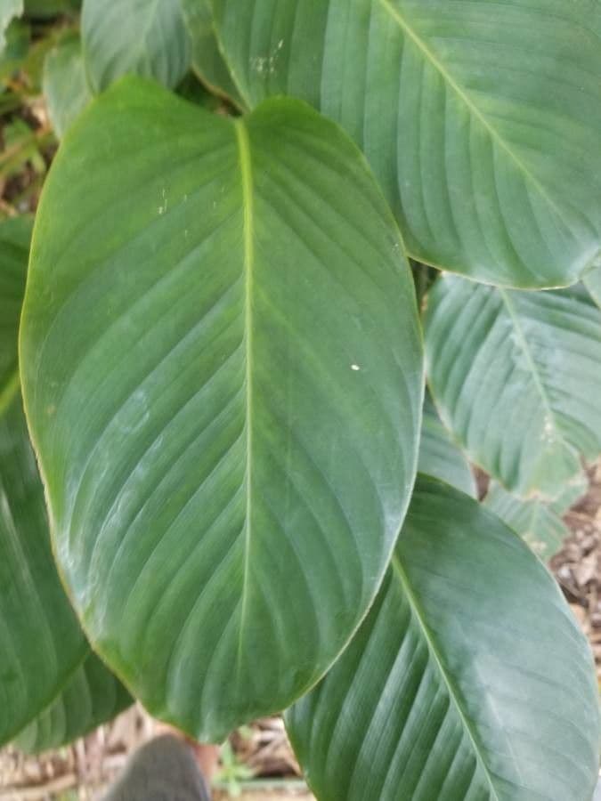 Maranta 19
