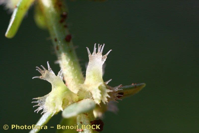 Valantia muralis