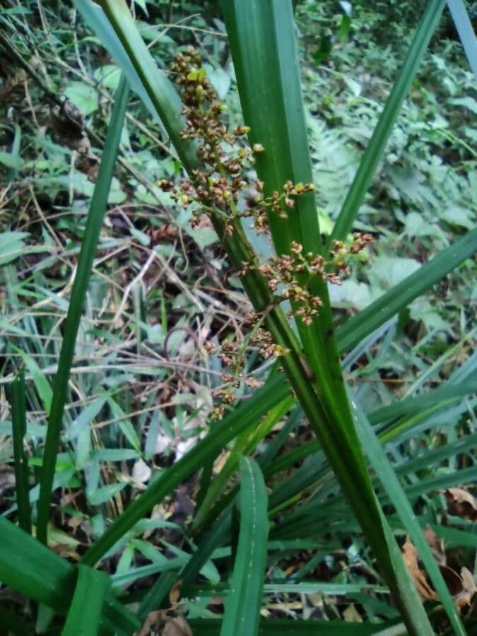 Scleria 4