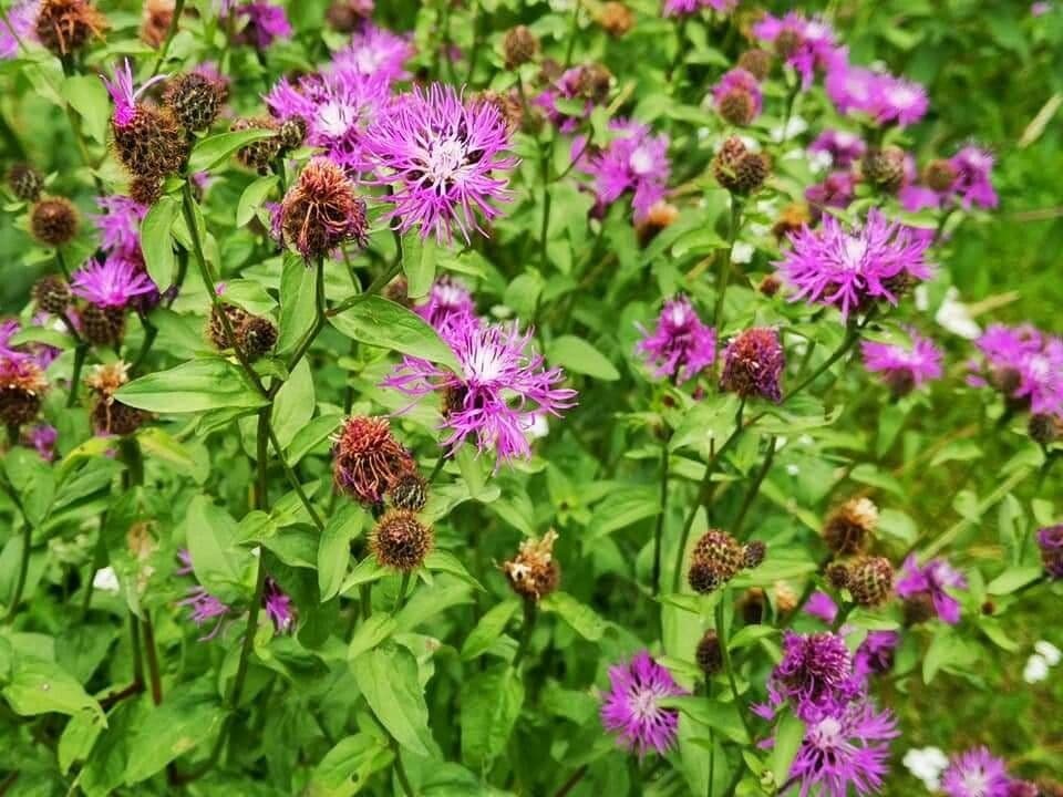 Centaurea nervée 15