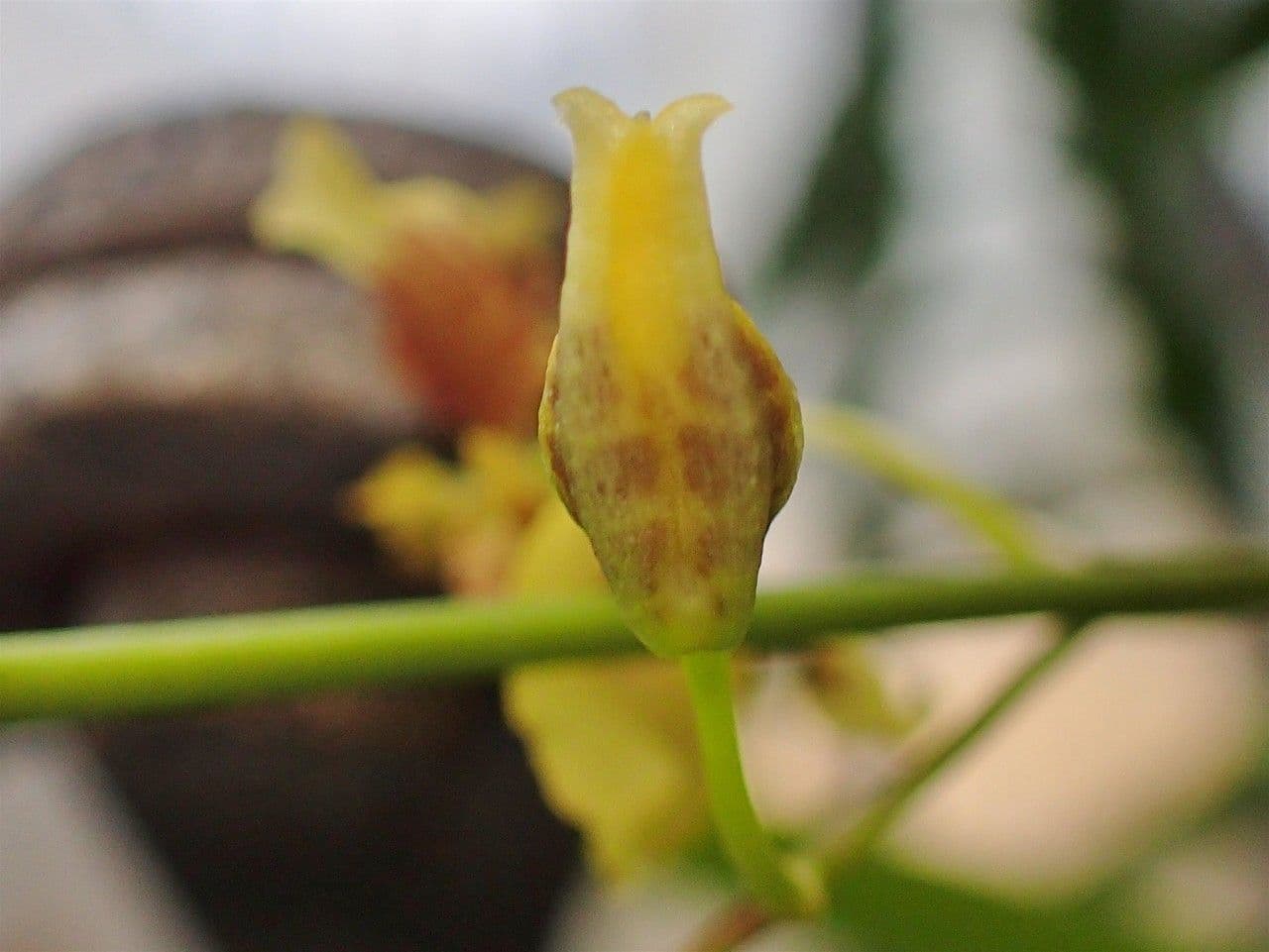 Oncidium 6