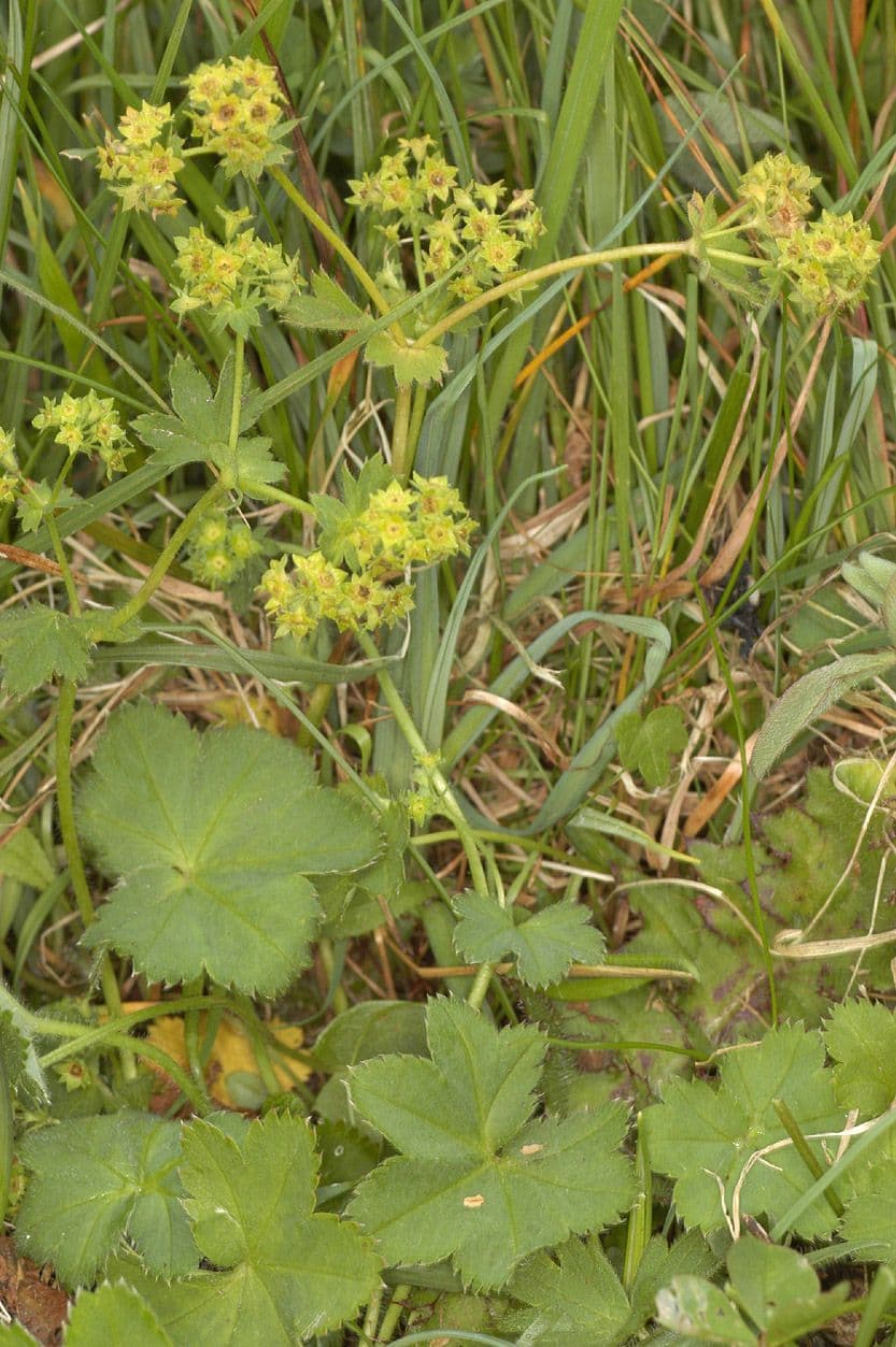 Alchemilla pelosa 10