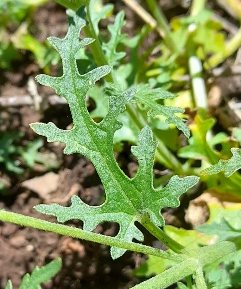 Blumenbachia 12