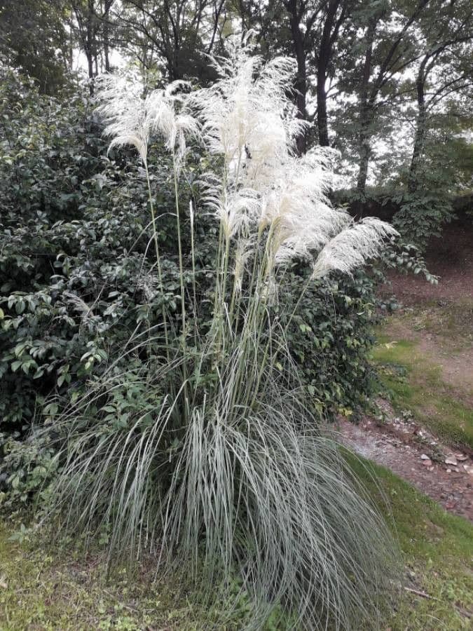 Erba delle pampas 8