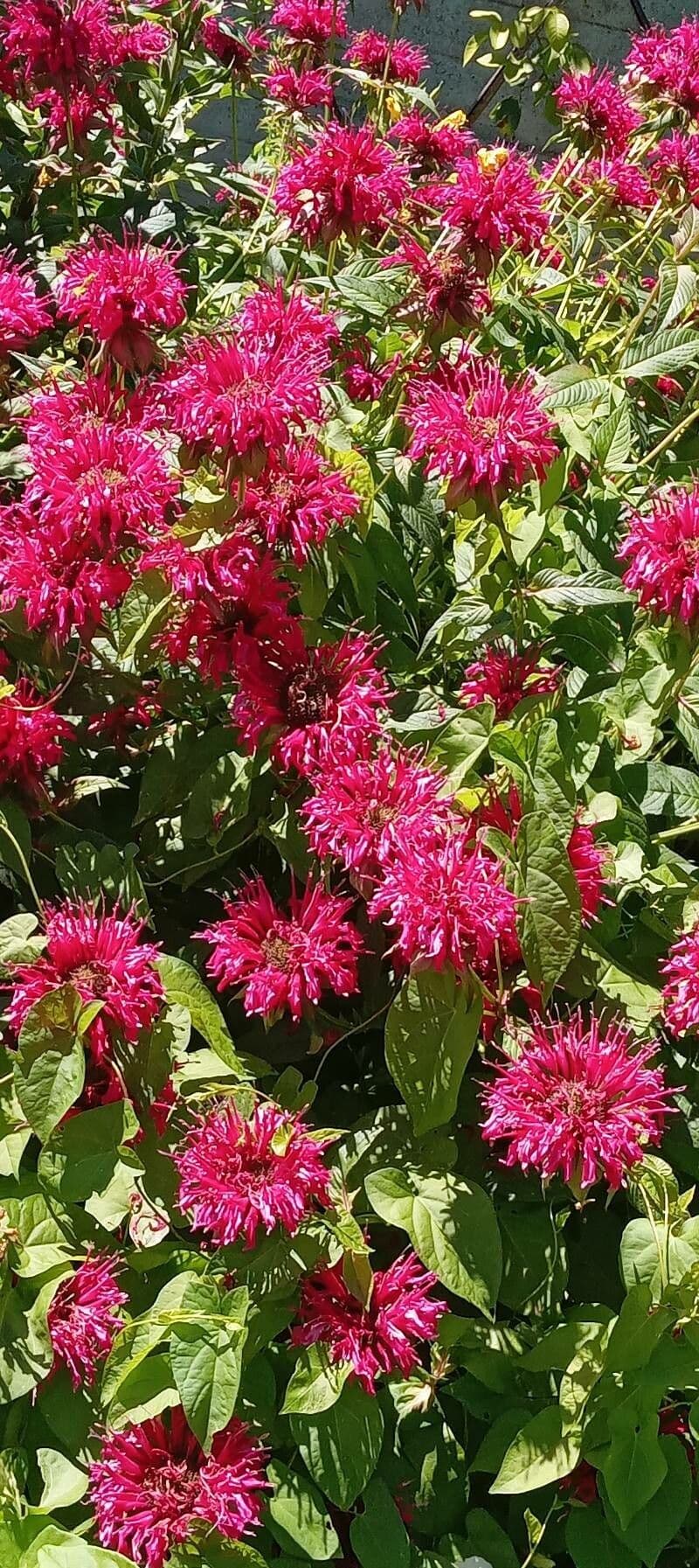 Monarda didyma 15