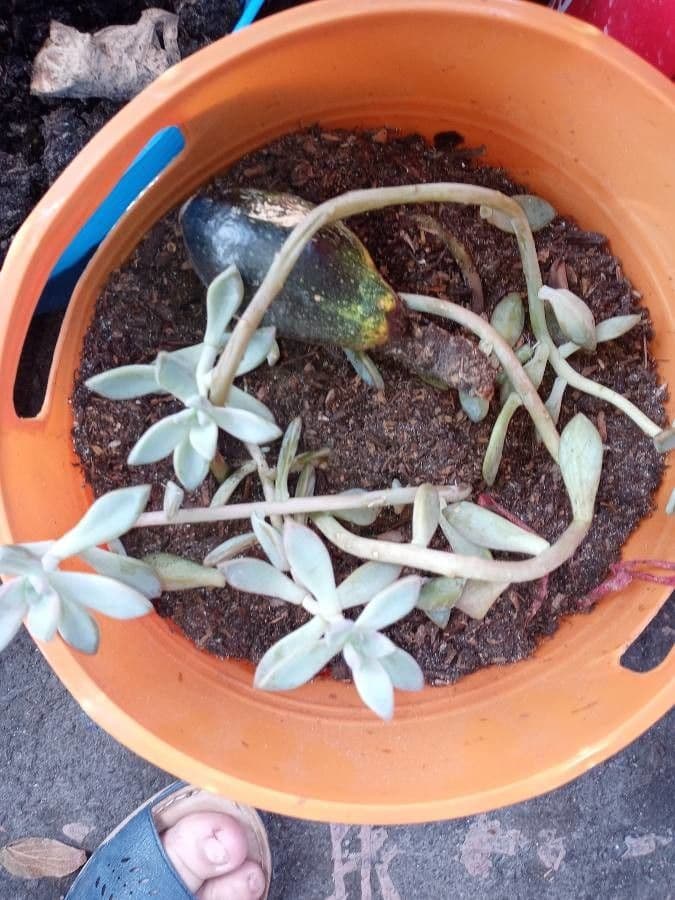 Sedum