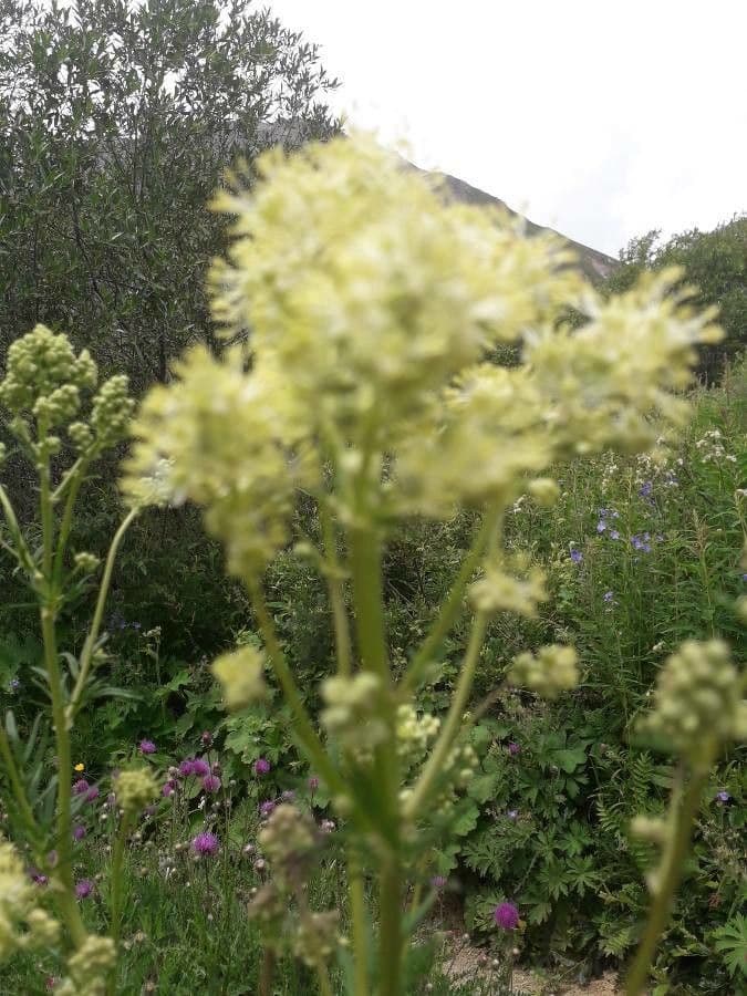 Thalictrum lucidum 7