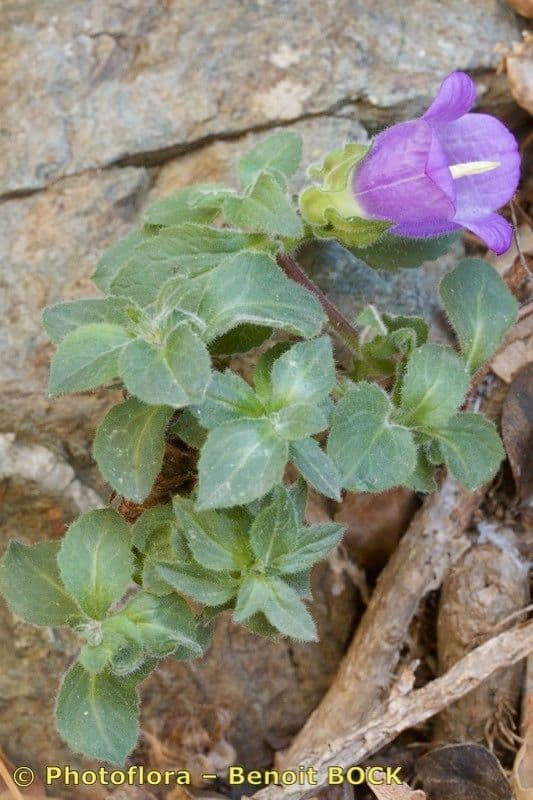 Campanula 2