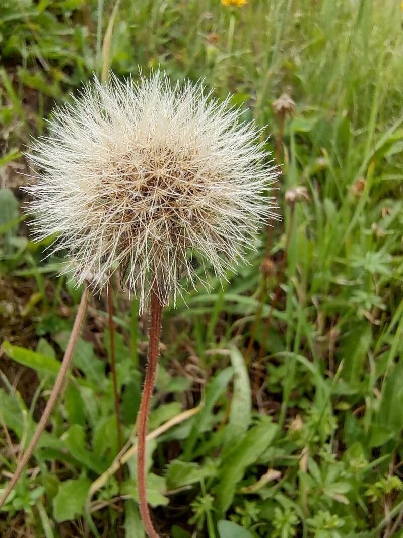 Steifhaariger Löwenzahn