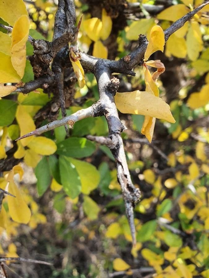 Commiphora 21