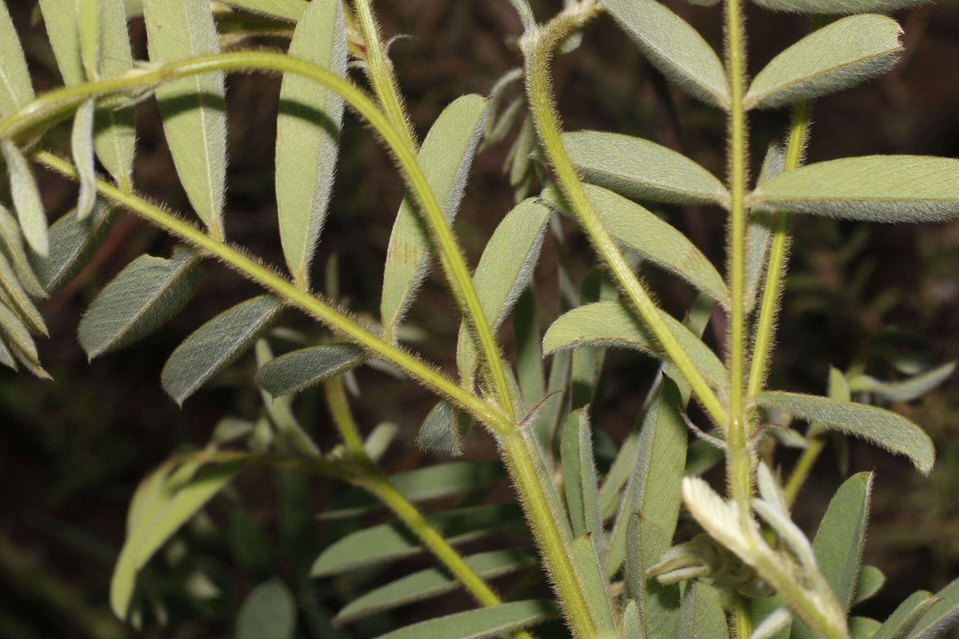 Tephrosia vicioides