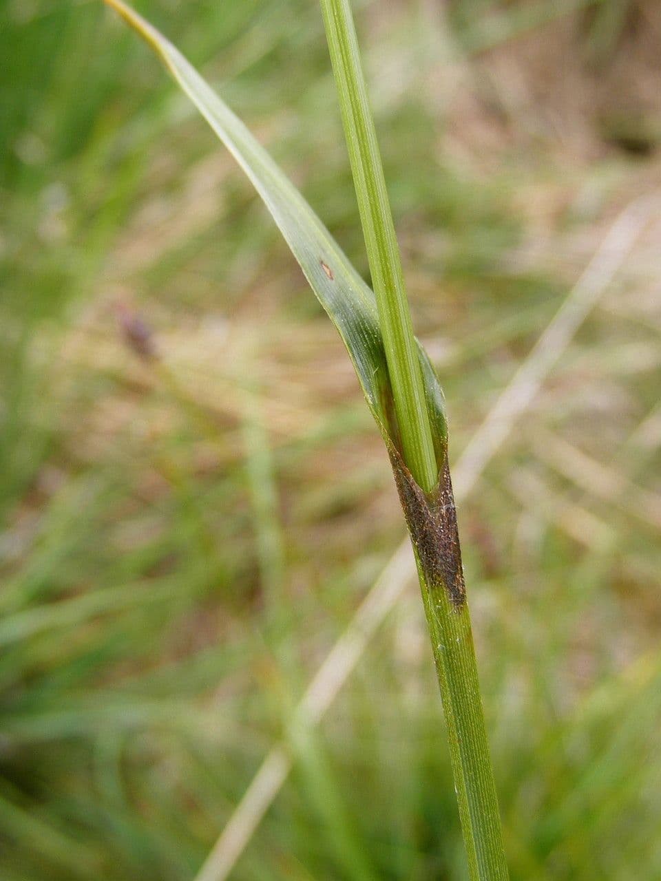 Breitblättriges Wollgras 21