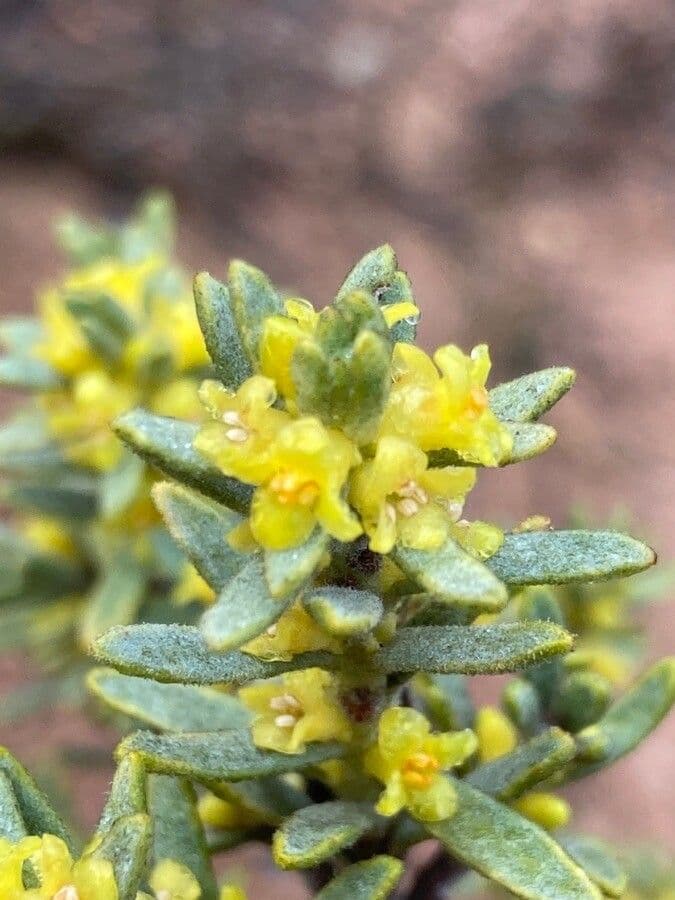 Daphne tinctoria 6