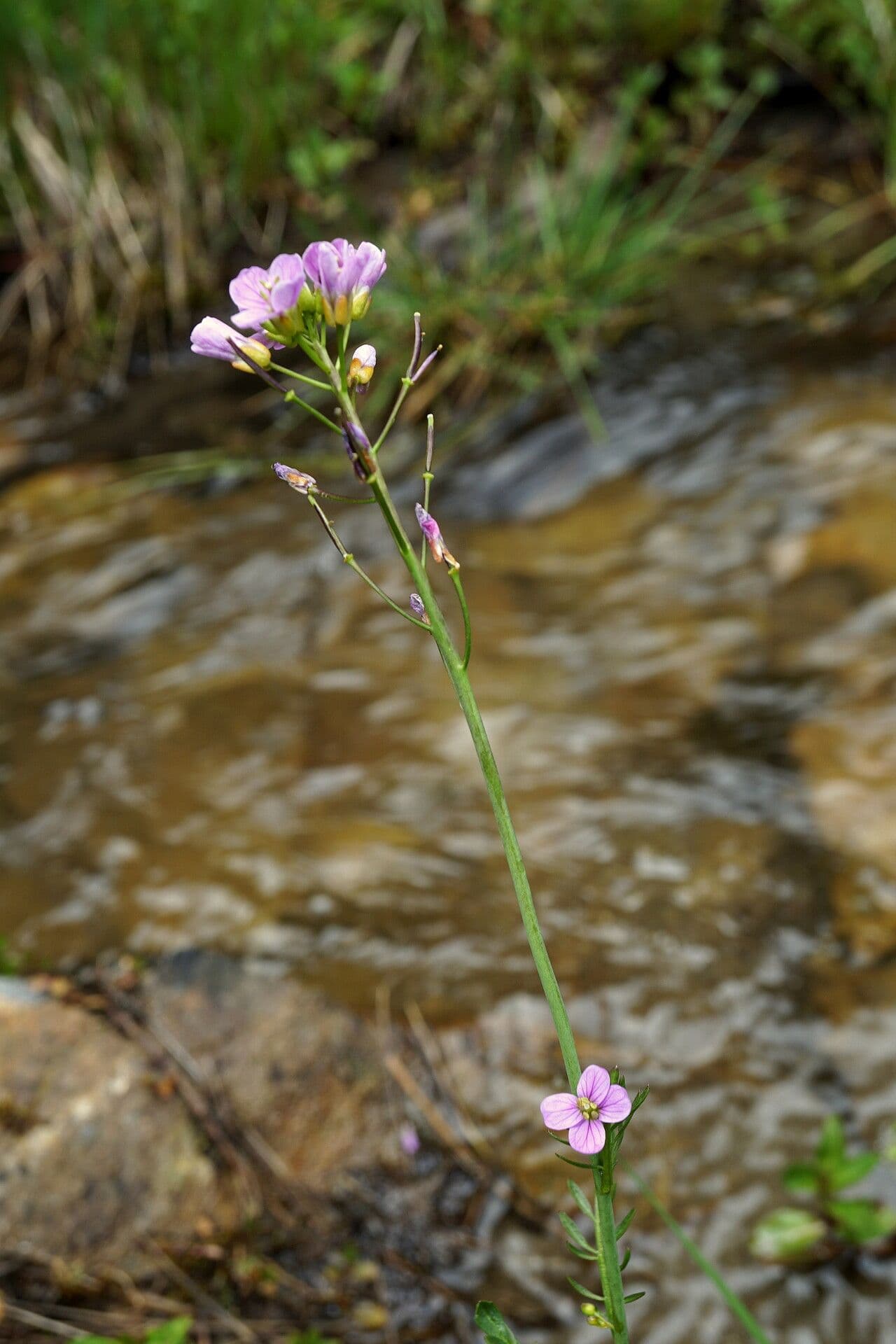 Cardamine raphanifolia 3