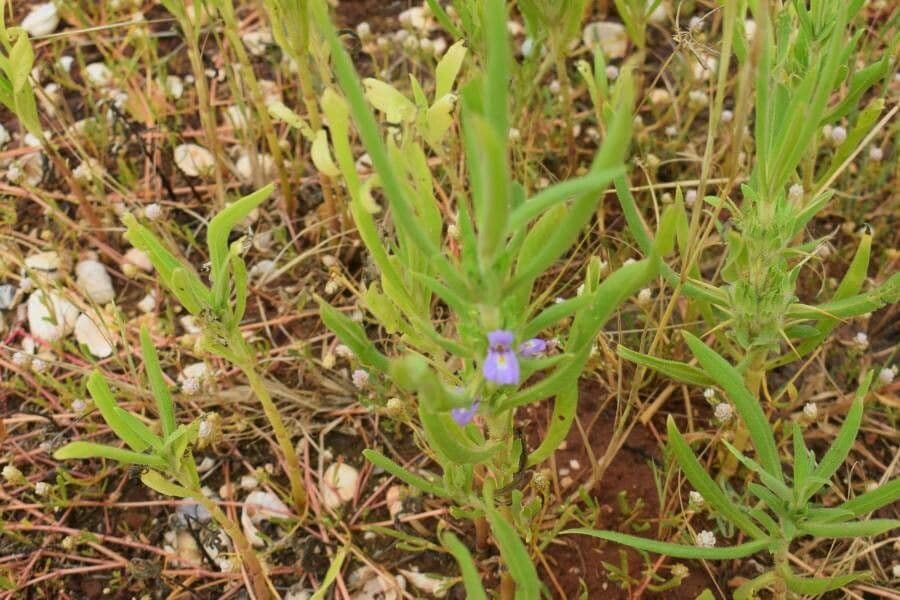 Hygrophila 3