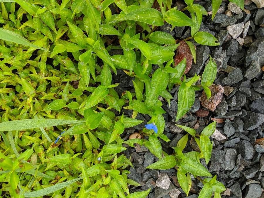 Commelina comune 20