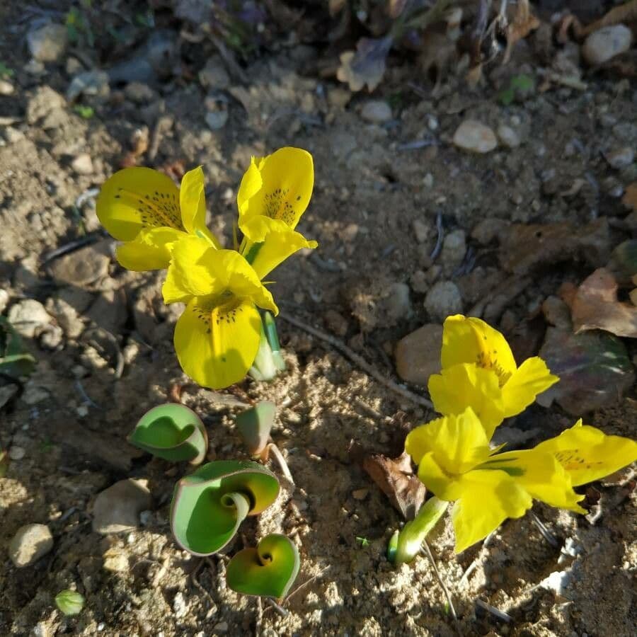 Giaggiolo 2