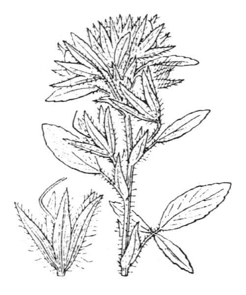 Ononide 19