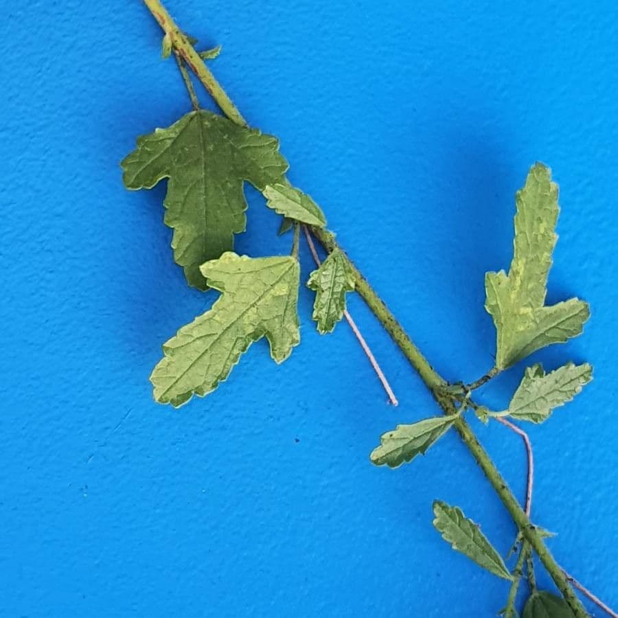 Malva di Creta 16