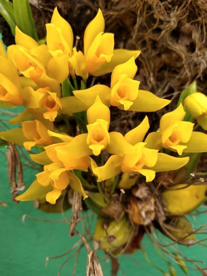 Lycaste 5