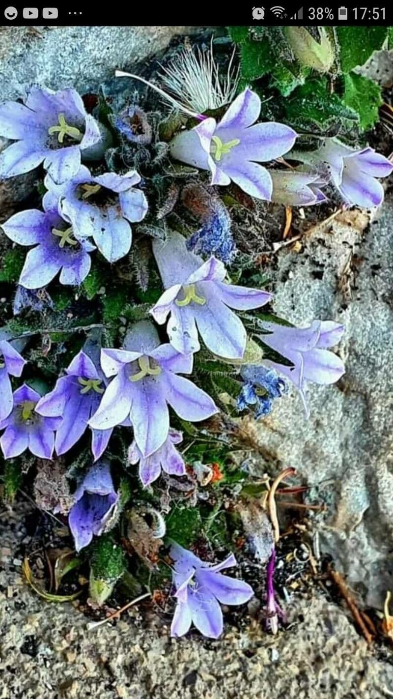 Campanula 3