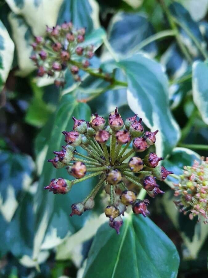 Edera algerina 8