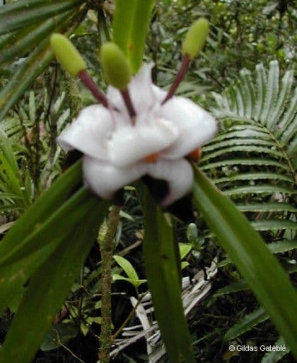 Freycinetia 13