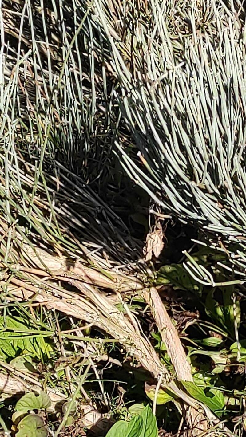Ephedra intermedia 9