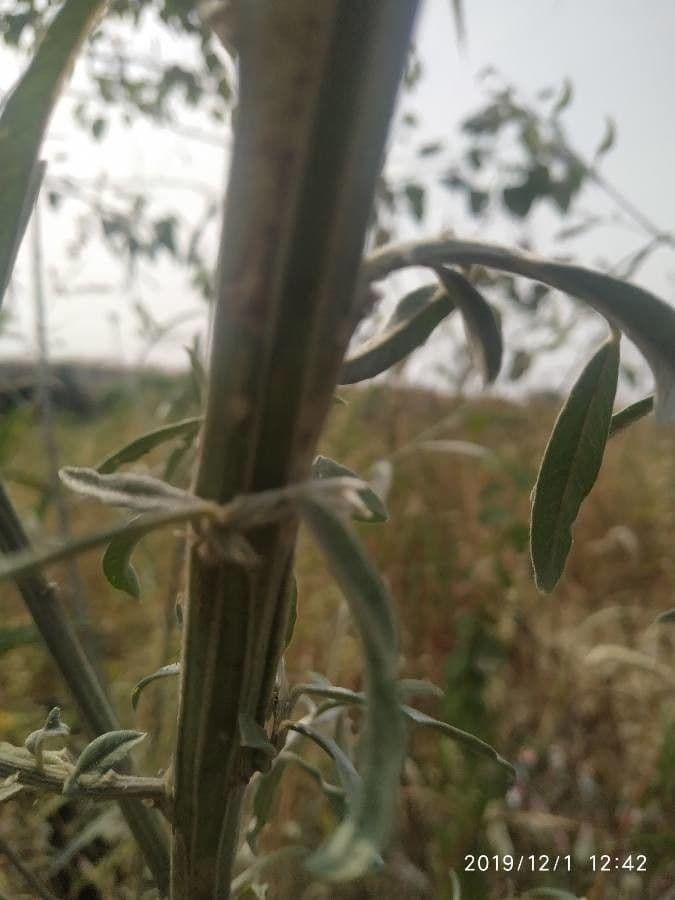 Crotalaria juncea 22