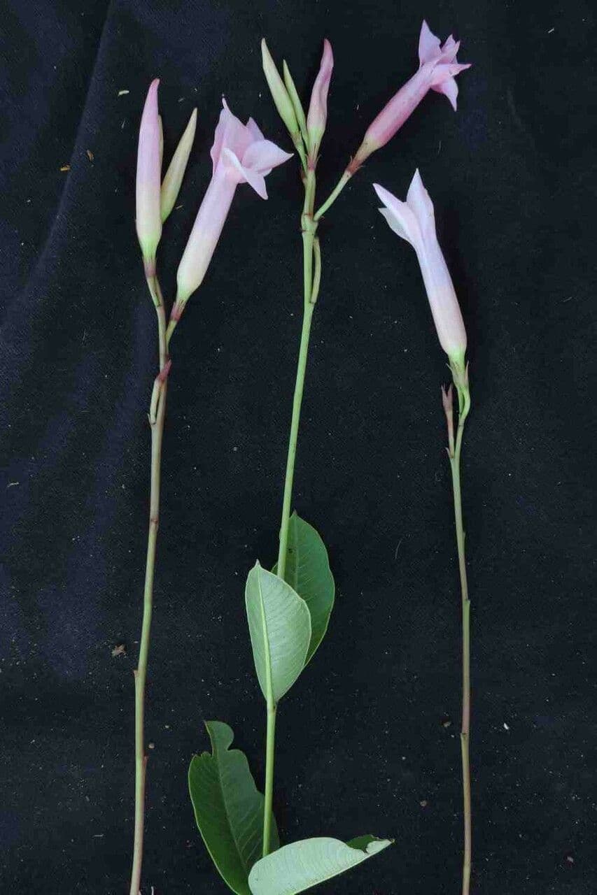 Mandevilla 5