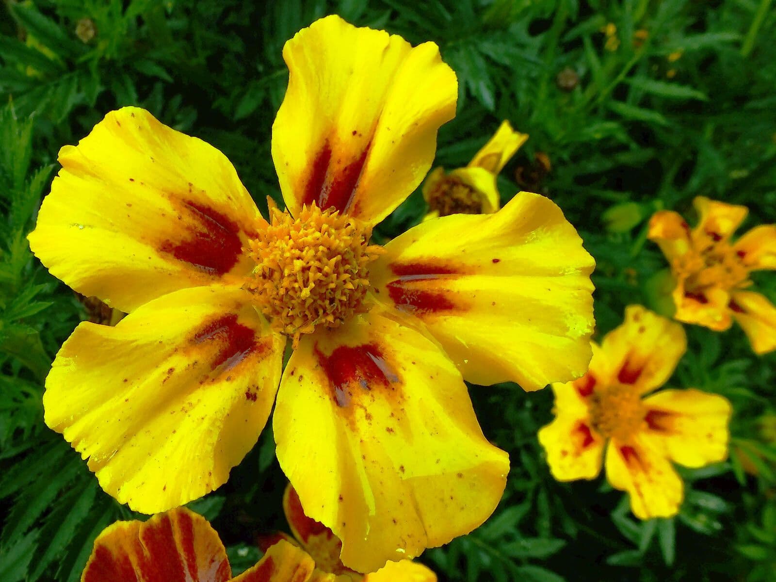 Tagetes lunulato 3